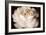 Elegant Ranunculus II-Christine Zalewski-Framed Premium Giclee Print