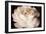 Elegant Ranunculus II-Christine Zalewski-Framed Premium Giclee Print