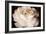 Elegant Ranunculus II-Christine Zalewski-Framed Premium Giclee Print