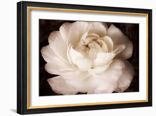 Elegant Ranunculus II-Christine Zalewski-Framed Premium Giclee Print