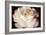 Elegant Ranunculus II-Christine Zalewski-Framed Art Print