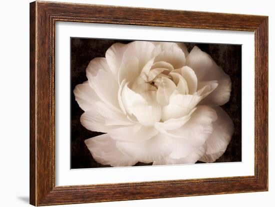 Elegant Ranunculus II-Christine Zalewski-Framed Art Print