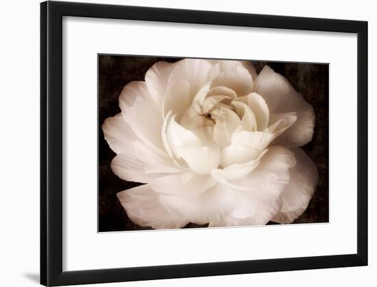 Elegant Ranunculus II-Christine Zalewski-Framed Art Print