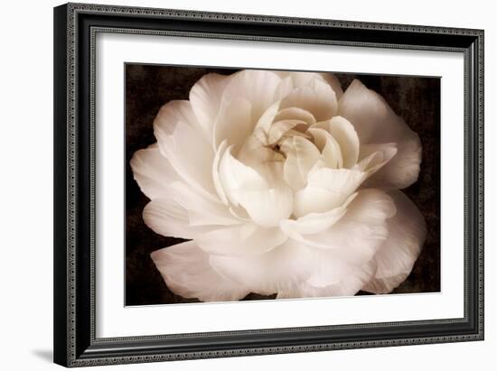 Elegant Ranunculus II-Christine Zalewski-Framed Art Print