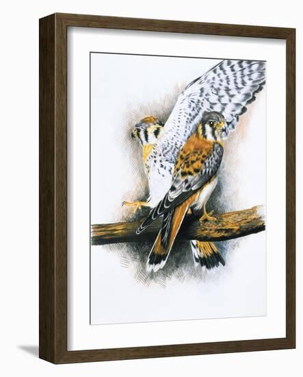 Elegant Raptor-Barbara Keith-Framed Giclee Print