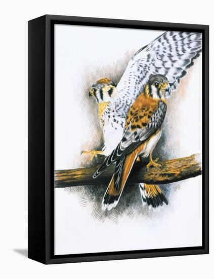 Elegant Raptor-Barbara Keith-Framed Premier Image Canvas