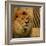 Elegant Safari II (Lion)-Patricia Pinto-Framed Art Print