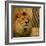 Elegant Safari II (Lion)-Patricia Pinto-Framed Art Print