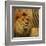 Elegant Safari II (Lion)-Patricia Pinto-Framed Art Print