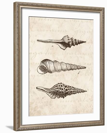 Elegant Shells II-N. Harbick-Framed Art Print