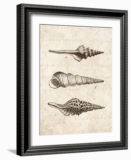 Elegant Shells II-N. Harbick-Framed Art Print