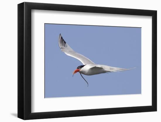 Elegant Tern Flies with Pipefish in it's Bill-Hal Beral-Framed Photographic Print