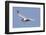 Elegant Tern Flies with Pipefish in it's Bill-Hal Beral-Framed Photographic Print