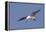 Elegant Tern Flys with Pipefish in it's Bill-Hal Beral-Framed Premier Image Canvas