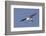 Elegant Tern Flys with Pipefish in it's Bill-Hal Beral-Framed Photographic Print