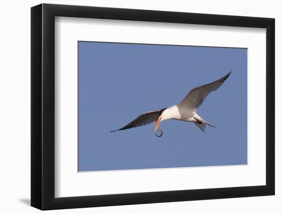 Elegant Tern Flys with Pipefish in it's Bill-Hal Beral-Framed Photographic Print