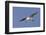 Elegant Tern Flys with Pipefish in it's Bill-Hal Beral-Framed Photographic Print