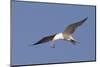 Elegant Tern Flys with Pipefish in it's Bill-Hal Beral-Mounted Photographic Print