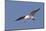 Elegant Tern Flys with Pipefish in it's Bill-Hal Beral-Mounted Photographic Print