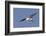 Elegant Tern Flys with Pipefish in it's Bill-Hal Beral-Framed Photographic Print