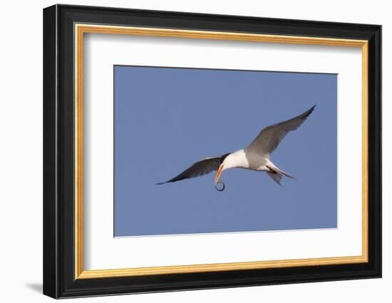 Elegant Tern Flys with Pipefish in it's Bill-Hal Beral-Framed Photographic Print