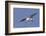 Elegant Tern Flys with Pipefish in it's Bill-Hal Beral-Framed Photographic Print