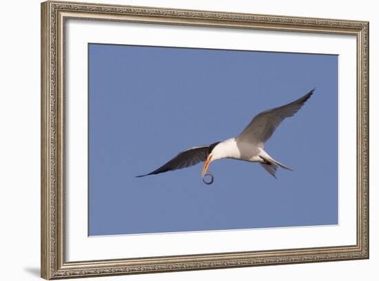 Elegant Tern Flys with Pipefish in it's Bill-Hal Beral-Framed Photographic Print