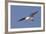 Elegant Tern Flys with Pipefish in it's Bill-Hal Beral-Framed Photographic Print