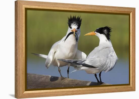 Elegant Tern Offers Fish to Potential Mate-Hal Beral-Framed Premier Image Canvas