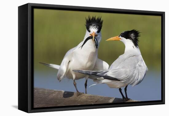 Elegant Tern Offers Fish to Potential Mate-Hal Beral-Framed Premier Image Canvas