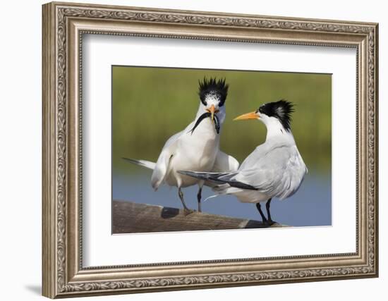 Elegant Tern Offers Fish to Potential Mate-Hal Beral-Framed Photographic Print