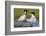 Elegant Tern Offers Fish to Potential Mate-Hal Beral-Framed Photographic Print