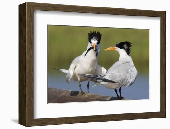 Elegant Tern Offers Fish to Potential Mate-Hal Beral-Framed Photographic Print