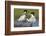 Elegant Tern Offers Fish to Potential Mate-Hal Beral-Framed Photographic Print