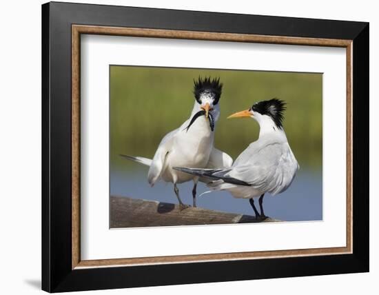 Elegant Tern Offers Fish to Potential Mate-Hal Beral-Framed Photographic Print