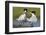 Elegant Tern Offers Fish to Potential Mate-Hal Beral-Framed Photographic Print