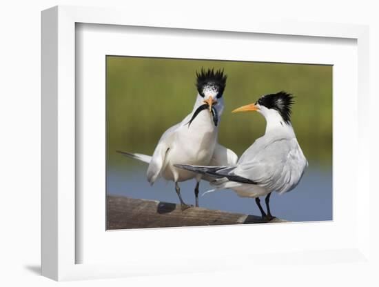 Elegant Tern Offers Fish to Potential Mate-Hal Beral-Framed Photographic Print