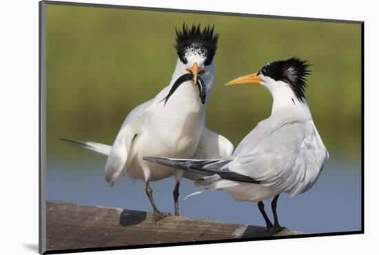 Elegant Tern Offers Fish to Potential Mate-Hal Beral-Mounted Photographic Print