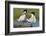 Elegant Tern Offers Fish to Potential Mate-Hal Beral-Framed Photographic Print