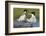 Elegant Tern Offers Fish to Potential Mate-Hal Beral-Framed Photographic Print