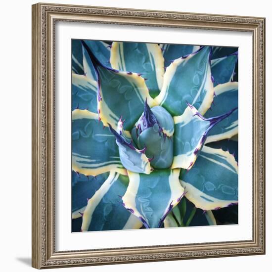 Elegant Thorns-Jan Bell-Framed Photographic Print