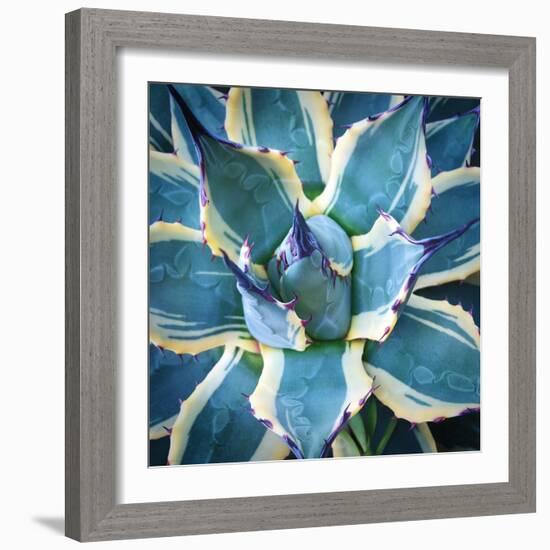 Elegant Thorns-Jan Bell-Framed Photographic Print