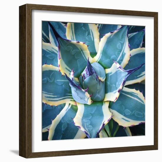 Elegant Thorns-Jan Bell-Framed Photographic Print