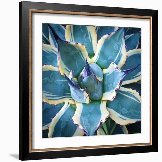 Elegant Thorns-Jan Bell-Framed Photographic Print