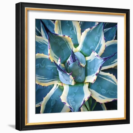 Elegant Thorns-Jan Bell-Framed Photographic Print