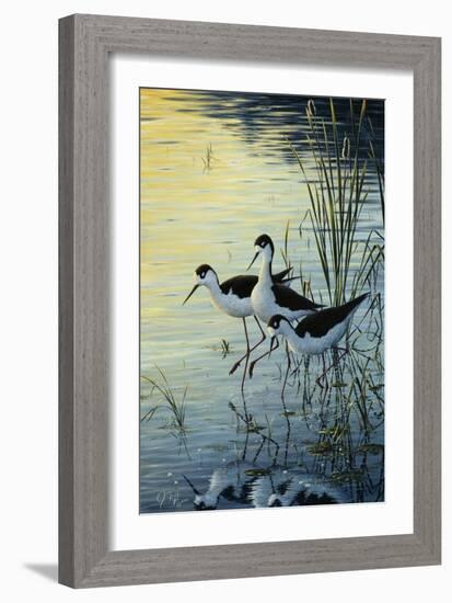 Elegant Trio - Blacknecked Stilts-Jeff Tift-Framed Giclee Print