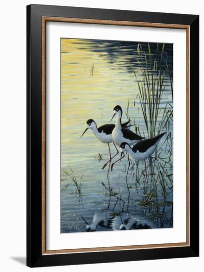 Elegant Trio - Blacknecked Stilts-Jeff Tift-Framed Giclee Print