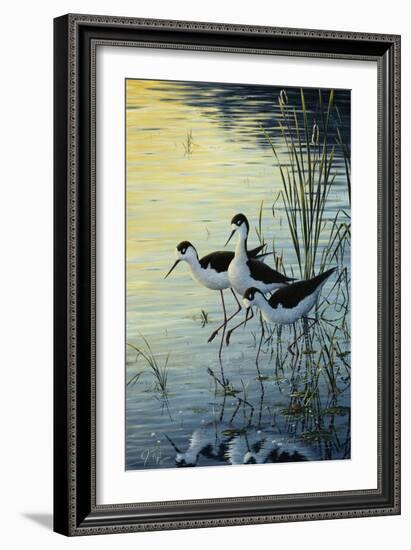 Elegant Trio - Blacknecked Stilts-Jeff Tift-Framed Giclee Print