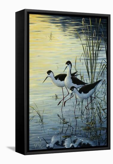 Elegant Trio - Blacknecked Stilts-Jeff Tift-Framed Premier Image Canvas