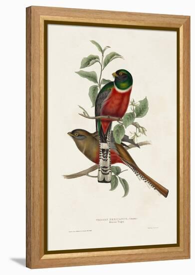 Elegant Trogons I-John Gould-Framed Stretched Canvas